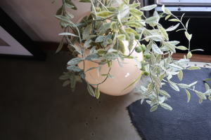 淡いカラーがおしゃれな花瓶