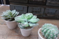 人気のアートプランツポット