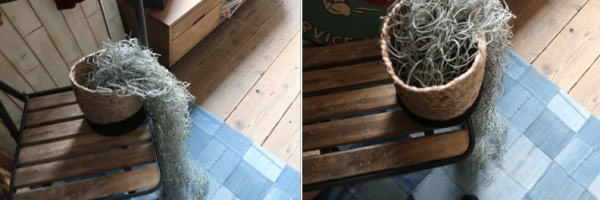 ナチュラルグリーンポット バスケット