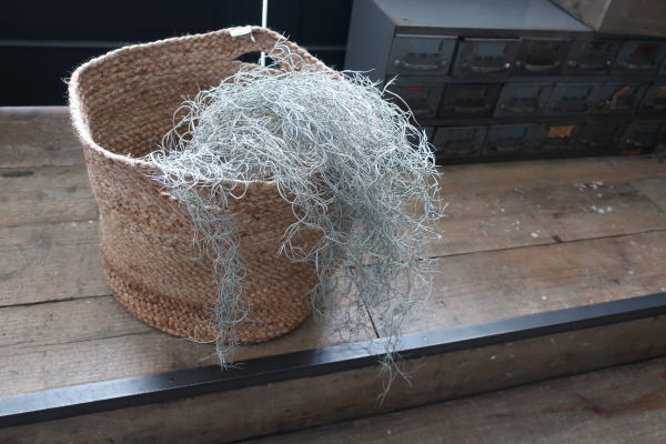 グリーン バスケット